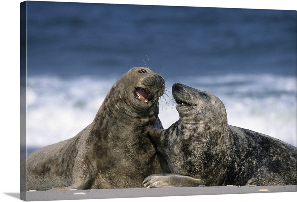 Grey seal, Halichoerus grypus, Heligoland, Schleswig-Holstein, Germany