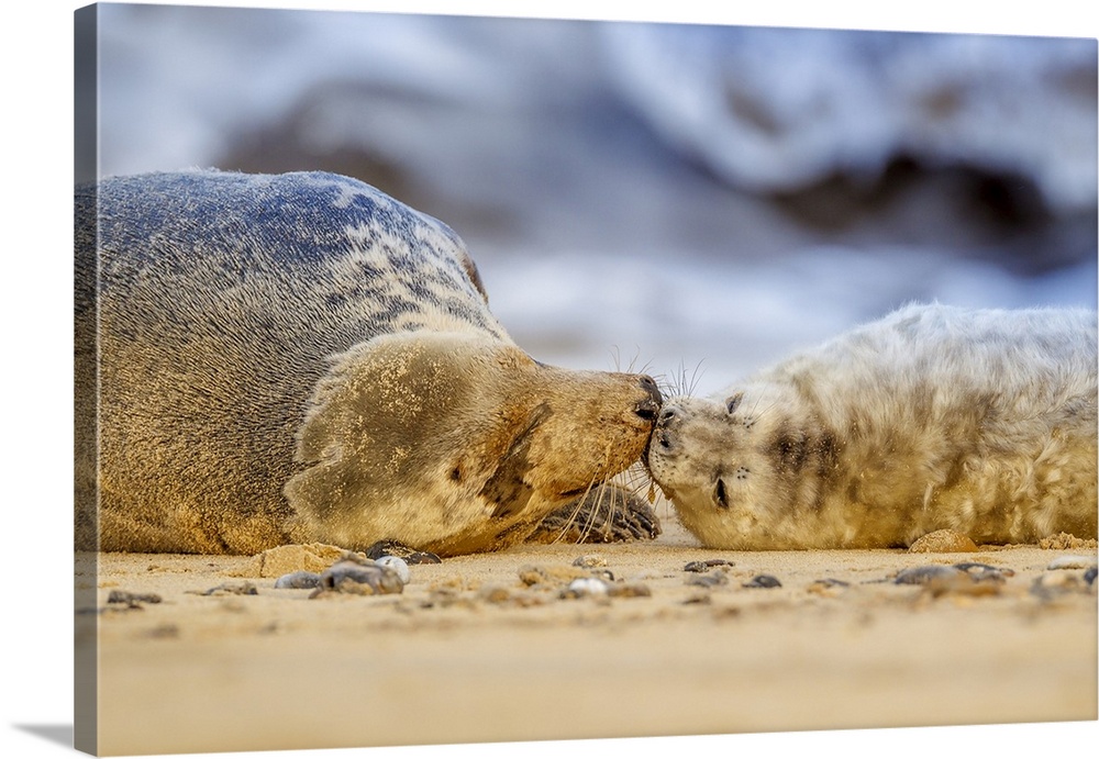 Grey seal mother (Halichoerus grypus) and pup, Winterton on Sea beach, Norfolk, England, United Kingdom, Europe