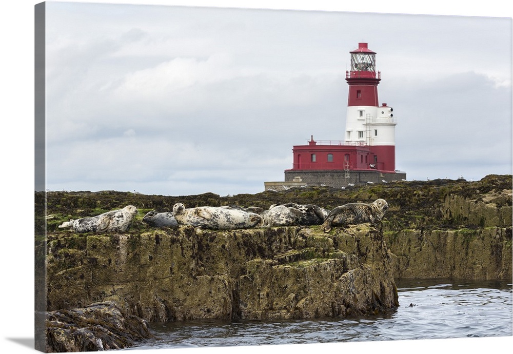 Grey seals (Halichoerus grypus) near Longstone lighthouse, Longstone Rock, Farne Islands, Northumberland, England, United ...