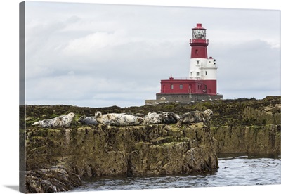 Grey sealsnear Longstone lighthouse, Longstone Rock, Farne Islands, England