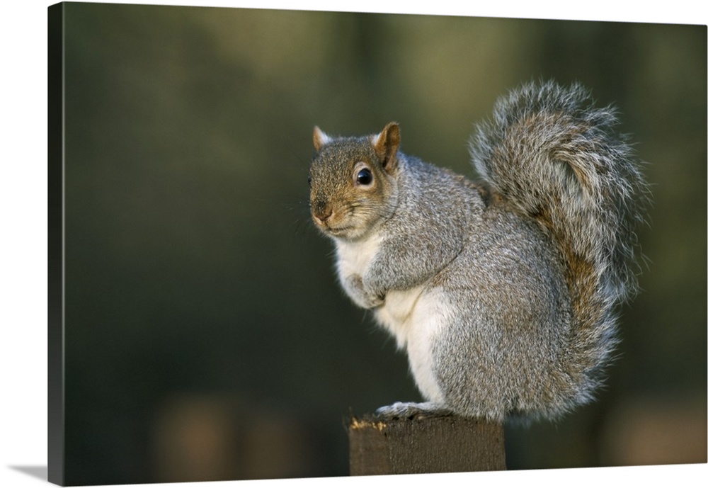 Grey squirrel, Leighton Moss, RSPB Reserve, Silverdale, Lancashire, England, UK