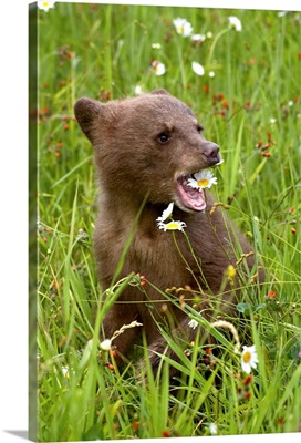 Grizzly bear cub in captivity, eating an oxeye daisy flower, Sandstone, Minnesota, USA