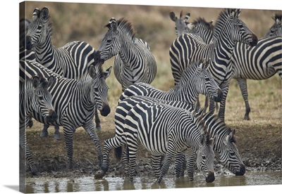 Group of common zebra drinking, Mikumi National Park, Tanzania
