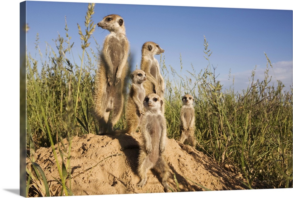 Group of meerkats Kalahari Meerkat Project, Van Zylsrus, Northern Cape, Africa