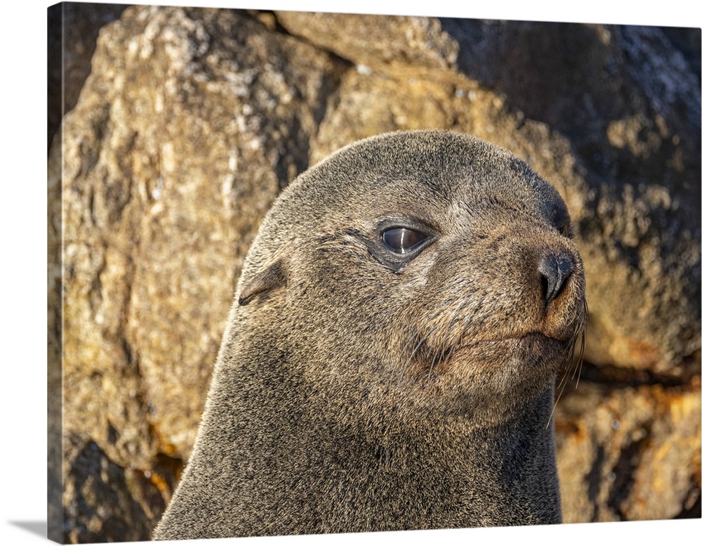 Guadalupe fur seal (Arctocephalus townsendi), at new haul out on Las Animas Island, Baja California Sur, Sea of Cortez, Me...