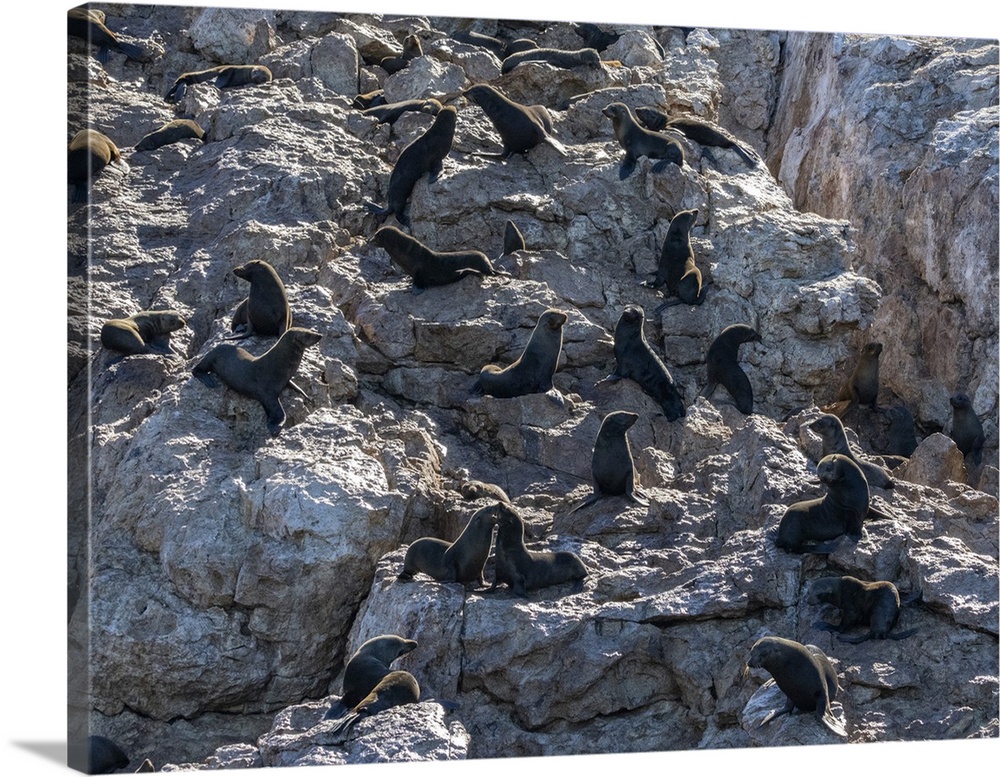 Guadalupe fur seals (Arctocephalus townsendi), at new haul out on Las Animas Island, Baja California Sur, Sea of Cortez, M...