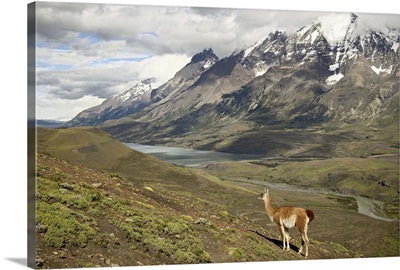 Guanaco, Torres del Paine National Park, Patagonia, Chile