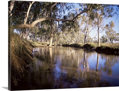 Gum trees beside Hann River, central Gibb River Road, Kimberley, Australia