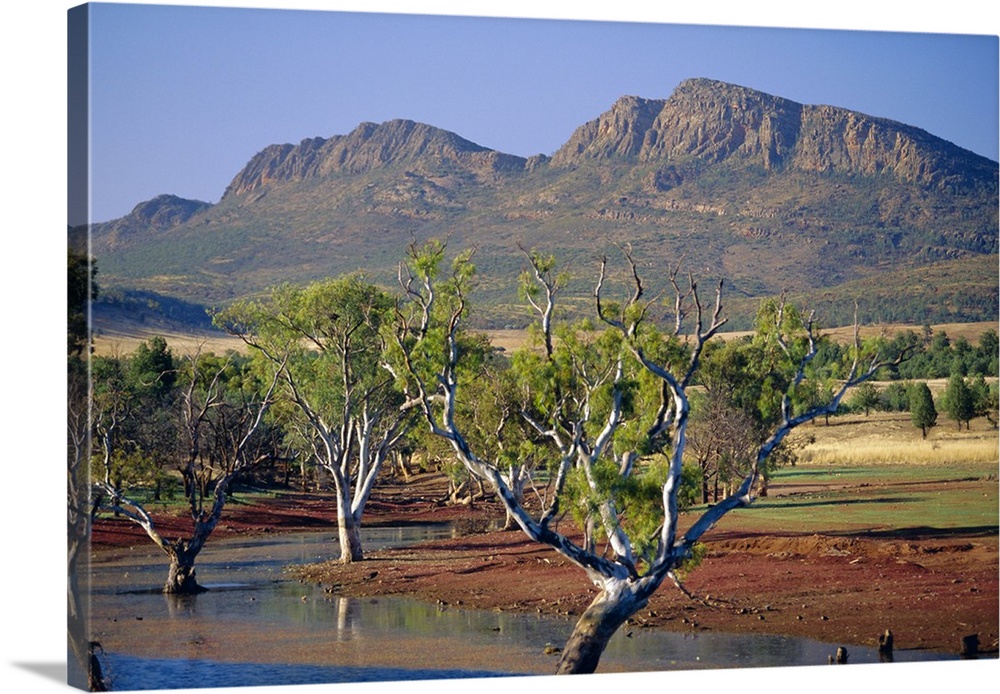 Gum trees in a billabong at Rawnsley and the south west escarpment of Wilpena Pound, a huge natural basin, Flinders Ranges...