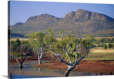 Gum trees in a billabong at Rawnsley, Flinders Ranges National Park, Australia