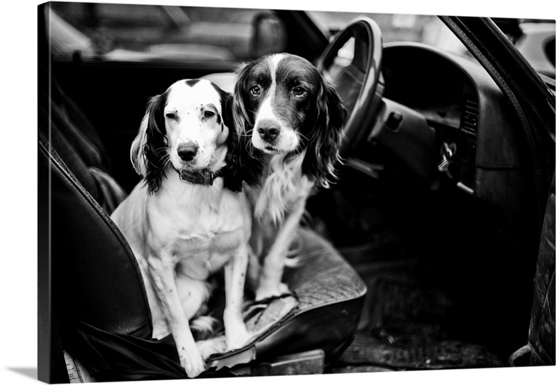 Gun Dogs, Buckinghamshire, England Great Big Canvas