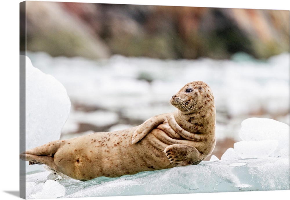 Harbor seal (Phoca vitulina) hauled out on ice calved from South Sawyer Glacier, Southeast Alaska, United States of Americ...