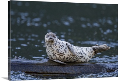 Harbor Seal Hauled Out On Submerged Log In Misty Fjords National Monument, Alaska image thumbnail