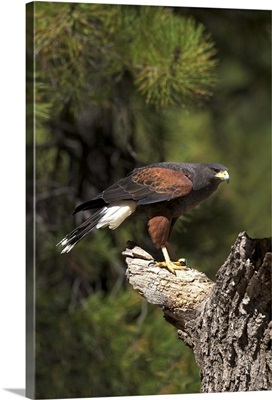 Harris hawk, Bearizona Wildlife Park, Williams, Arizona