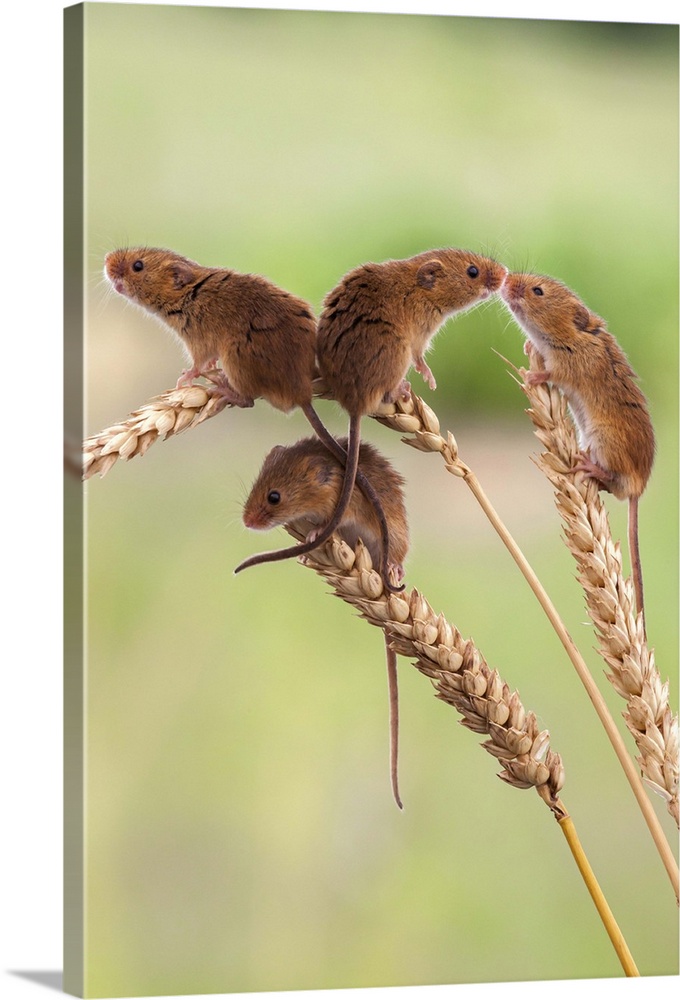 Harvest mice (Micromys minutus), captive, United Kingdom, Europe.