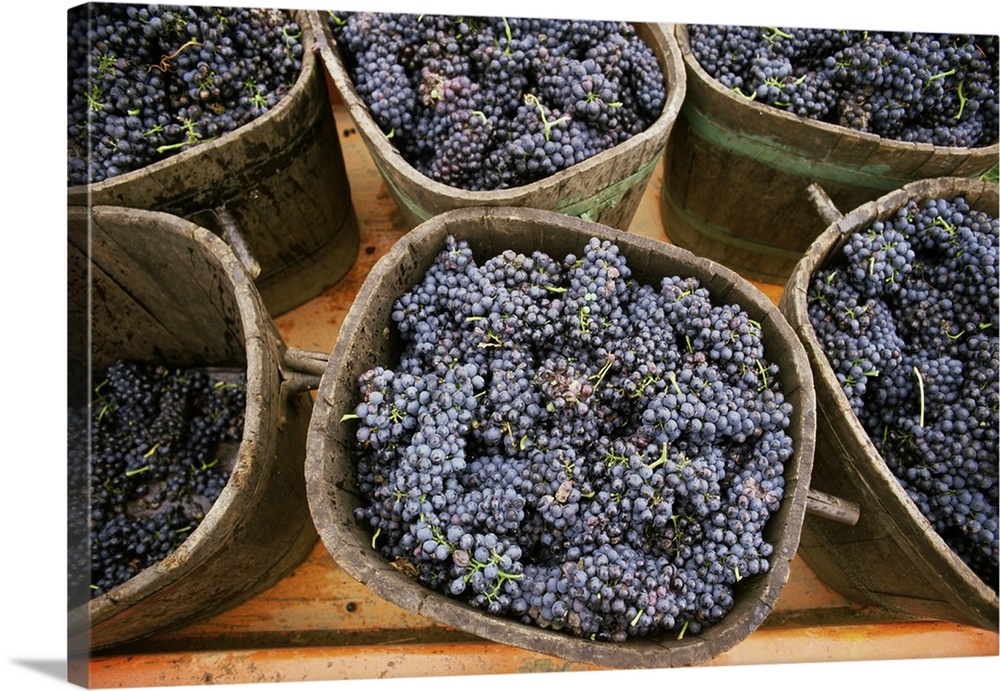 Harvested grapes, St. Joseph, Ardeche, Rhone Alpes, France, Europe