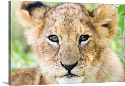 Head on shot of lion cub looking at camera, Masai Mara Game Reserve, Kenya