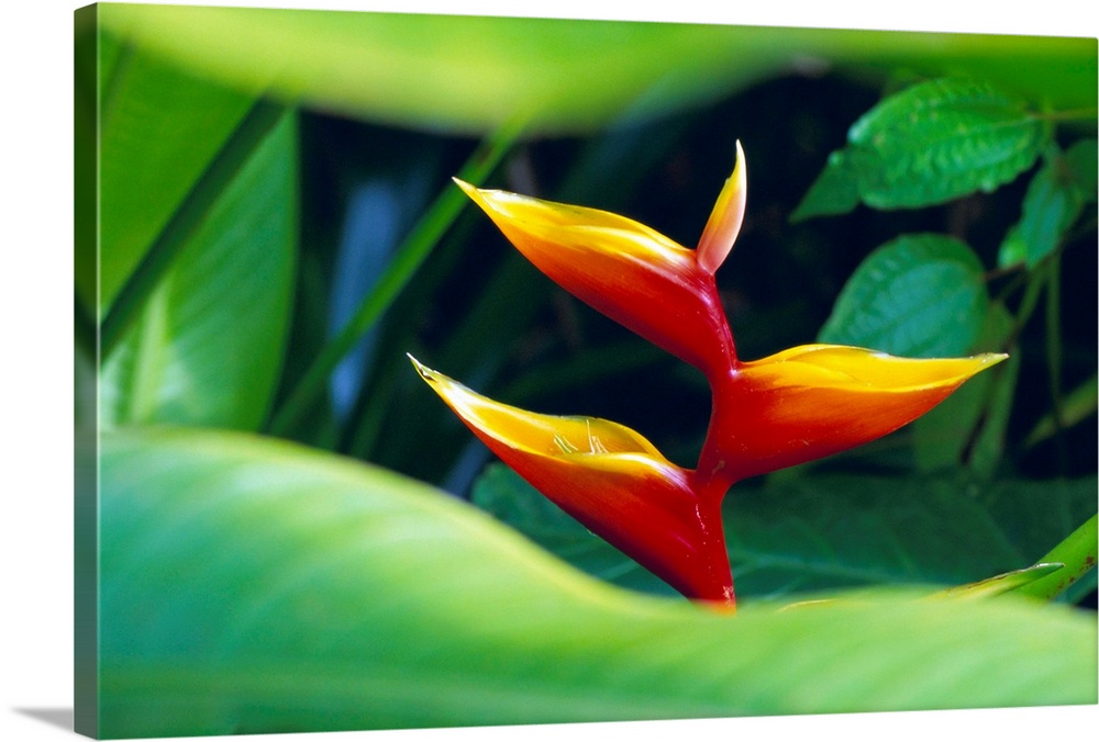 Heliconia flower, tropical rainforest, Dominica, Caribbean