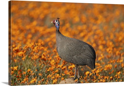 Helmeted guinea fowl among wildflowers, Namaqualand and glossy-eyed mountain daisies