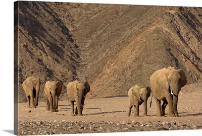 Herd of desert-dwelling elephant, Namibia, Africa