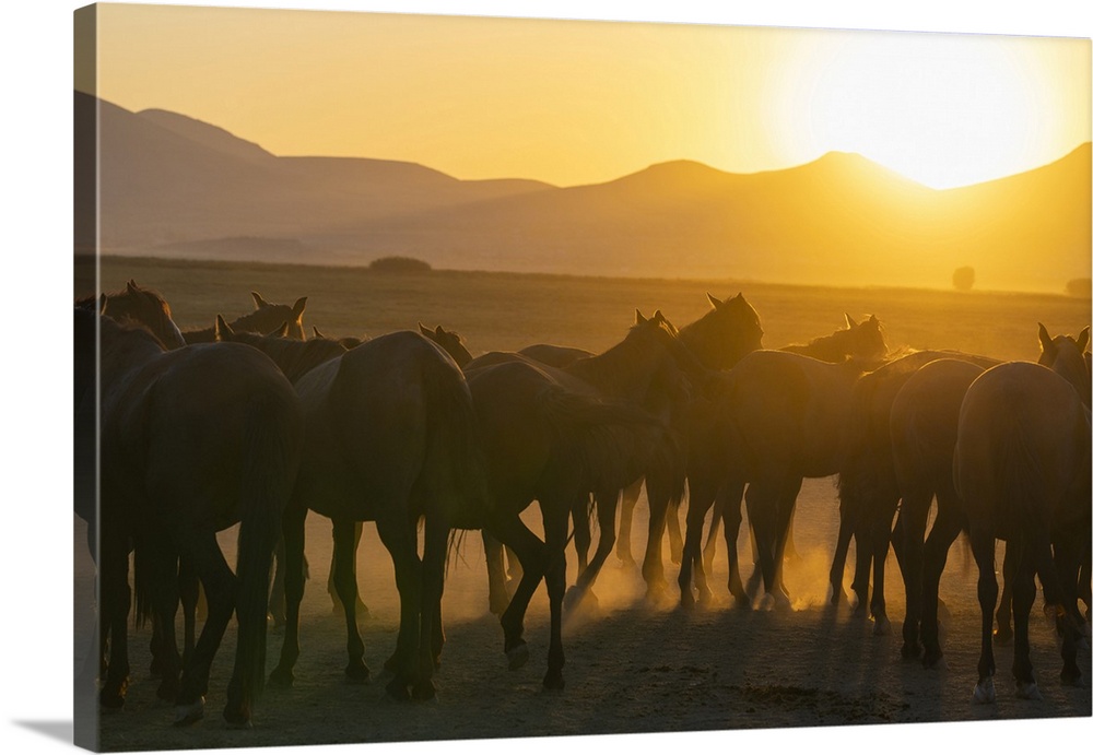Herd of wild and semi-wild Yilki horses at sunset, Hacilar, Kayseri, Cappadocia, Anatolia, Turkey, Asia Minor, Asia