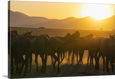 Herd Of Wild And Semi-Wild Yilki Horses At Sunset, Cappadocia, Anatolia, Turkey