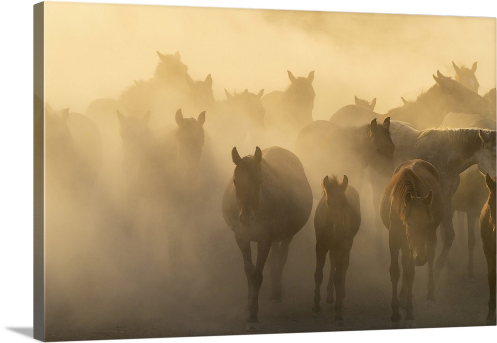 Herd of wild and semi-wild Yilki horses running in dust at sunset, Hacilar, Kayseri, Cappadocia, Anatolia, Turkey, Asia Mi...