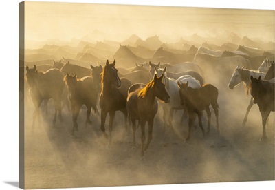 Herd Of Wild And Semi-Wild Yilki Horses Running In Dust At Sunset, Turkey