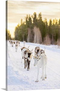 Herding Reindeer In Beautiful Snowy Landscape Of Jorn, Sweden image thumbnail