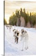 image thumbnail of Herding reindeer in beautiful snowy landscape of Jorn, Sweden, Scandinavia, Europe