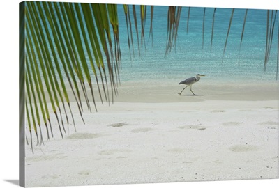 Heron wading along water's edge on tropical beach, Maldives, Indian Ocean, Asia