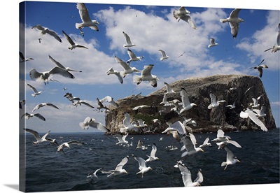 Herring gulls following fishing boat with Bass Rock behind, Firth of Forth, Scotland