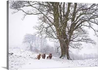 Highland Cattle And Tree In Winter Snow, Yorkshire Dales, Yorkshire, England