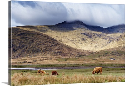 Highland cattle, Ben More in the distance, Isle of Mull, Scotland, UK