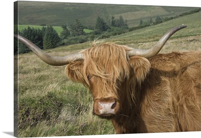 Highland cattle grazing on Dartmoor, Devon, England, UK