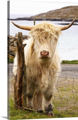 Highland Cattle In Huisinish, Isle Of Harris, Outer Hebrides, Scotland, United Kingdom