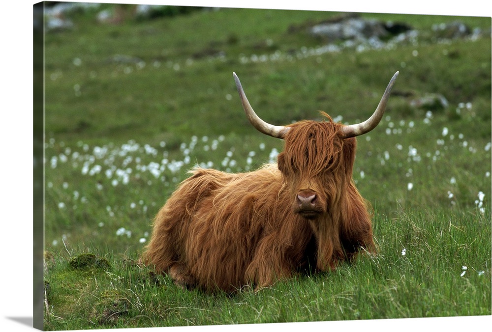 Highland cattle, Isle of Mull, Scotland, United Kingdom, Europe