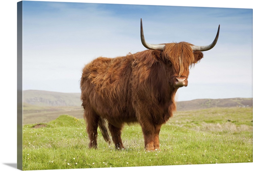 Highland cattle, Isle of Skye, Scotland, UK