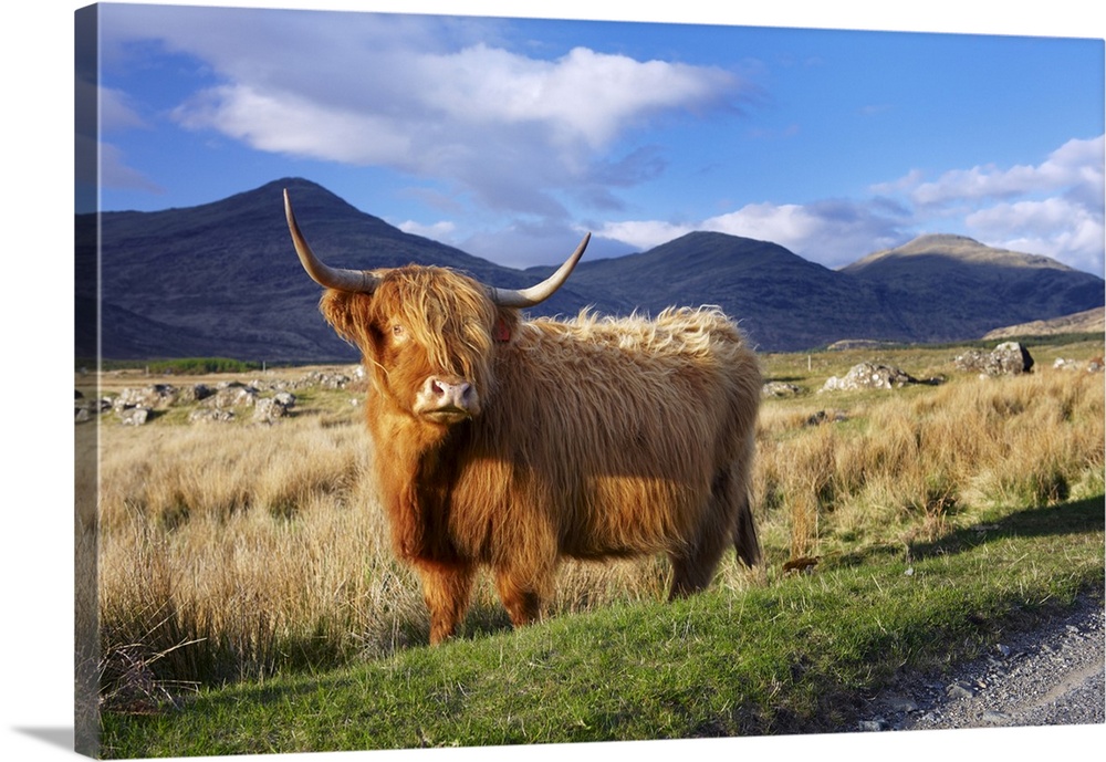 Highland cattle, Isle of Mull, Scotland, UK, Europe