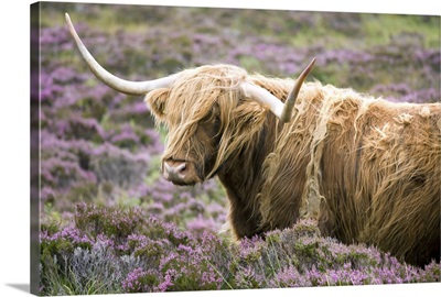 Highland cow grazing among heather, Isle of Skye, Highlands, Scotland