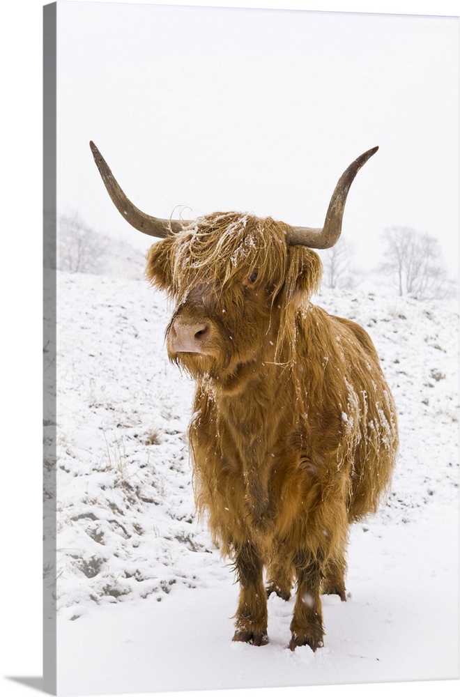 Highland cow in winter snow, Yorkshire Dales, Yorkshire, England, United Kingdom, Europe