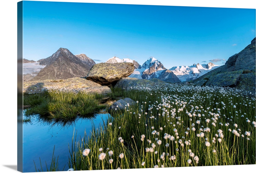 Hiker on rocks admires the blooming of cotton grass, Fuorcla, Surlej, St. Moritz, Canton of Graubunden, Engadine, Switzerl...