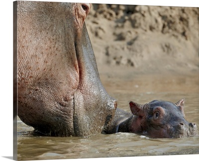 Hippopotamus adult and baby, Serengeti National Park, Tanzania, East Africa