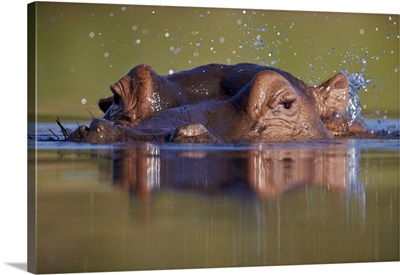 Hippopotamus Flipping Water With Its Ear, Kruger National Park, South Africa