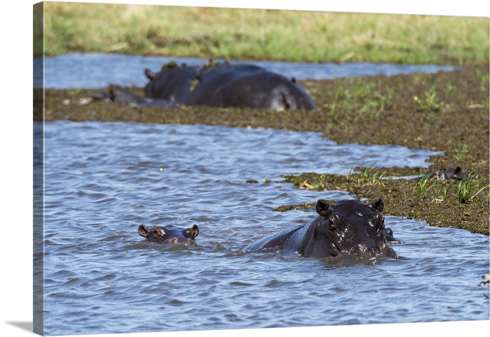 Hippopotamus (Hippopotamus amphibius) in the River Khwai, Khwai Concession, Okavango Delta, Botswana, Africa