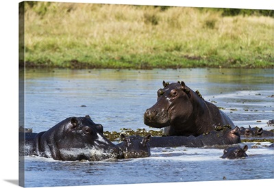 Hippopotamus Khwai Concession, Okavango Delta, Botswana, Africa