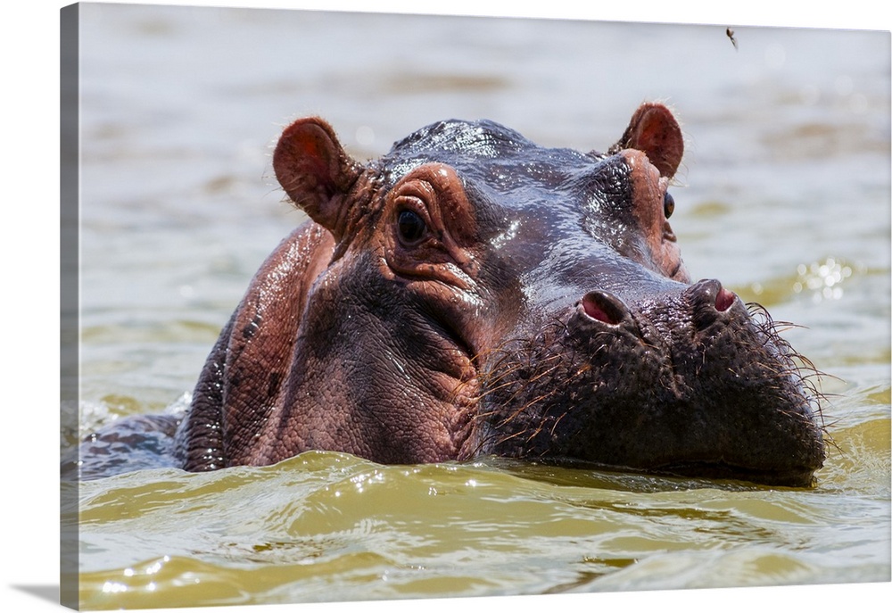 Hippopotamus (Hippopotamus amphibius), Lake Jipe, Tsavo West National Park, Kenya, East Africa, Africa