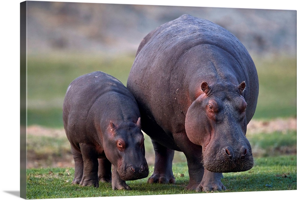 Hippopotamus mother and baby, Ruaha National Park, Tanzania