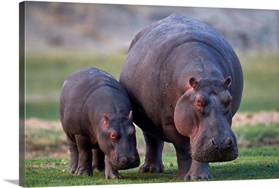 Hippopotamus mother and baby, Ruaha National Park, Tanzania