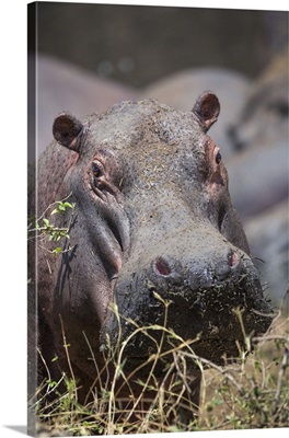 Hippopotamus, Serengeti National Park, Tanzania